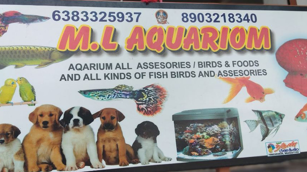 L.M-AQUARIUM-sulur
